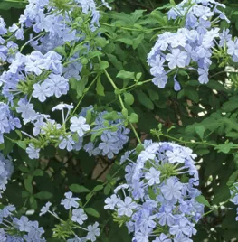 Plumbago auriculata