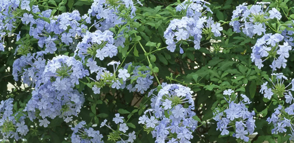 Afbeelding Plumbago auriculata