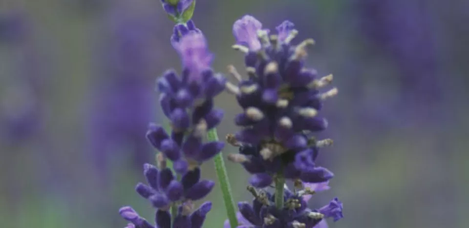 Afbeelding Lavandula angustifolia ‘Imperial Gem’