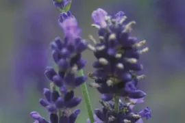 Lavandula angustifolia ‘Imperial Gem’