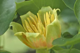 Liriodendron tulipifera