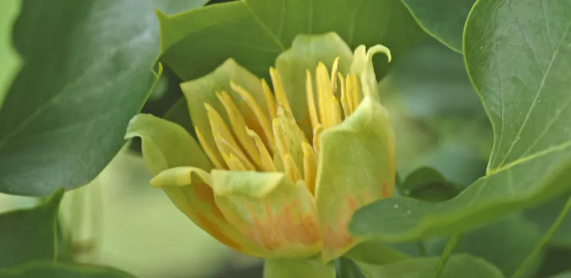 Liriodendron tulipifera