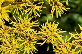 Hamamelis x intermedia ‘Pallida’