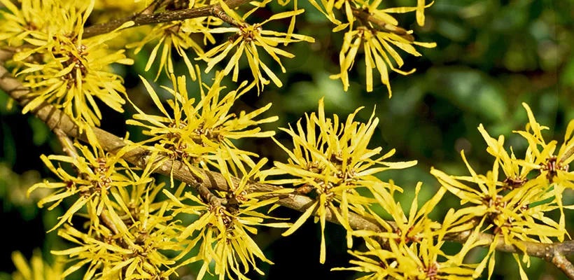 Hamamelis x intermedia ‘Pallida’