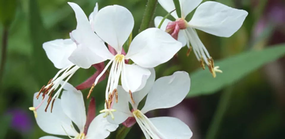 Afbeelding Gaura lindheimeri ‘Whirling Butterflies’