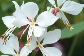 Gaura lindheimeri ‘Whirling Butterflies’