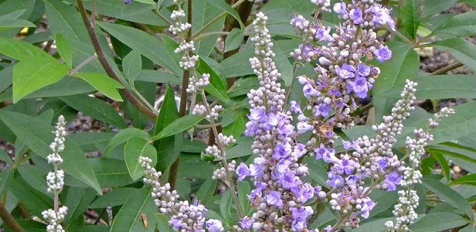 Afbeelding Vitex agnus-castus f latifolia