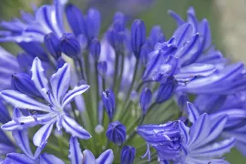 Agapanthus ‘Midnight Star’