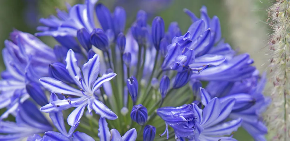Afbeelding Agapanthus ‘Midnight Star’