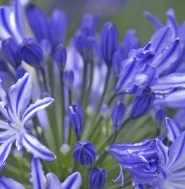 Agapanthus ‘Midnight Star’
