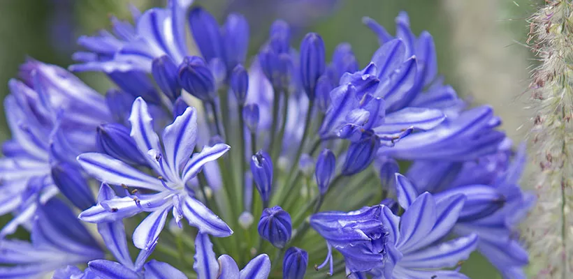 Agapanthus ‘Midnight Star’