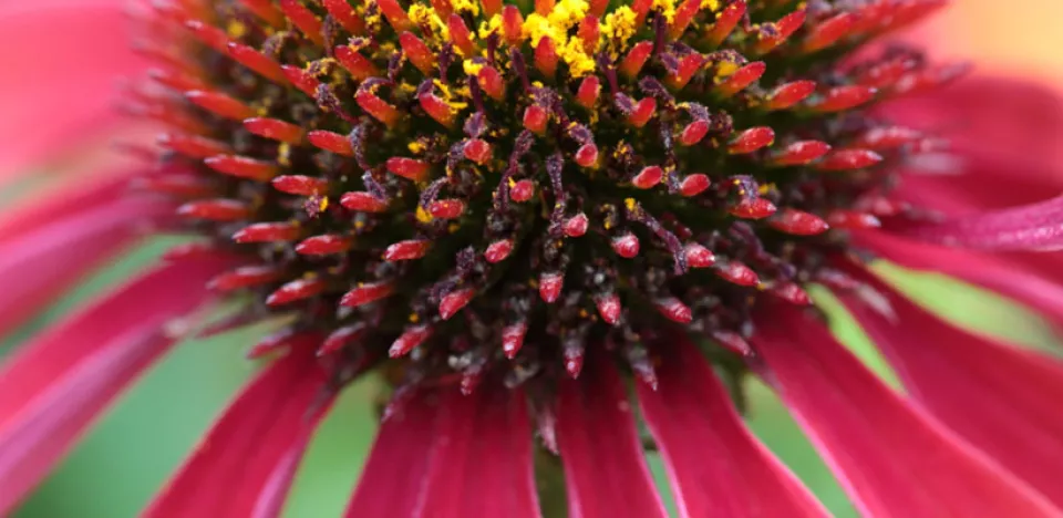 Afbeelding Echinacea ‘Cheyenne Spirit’