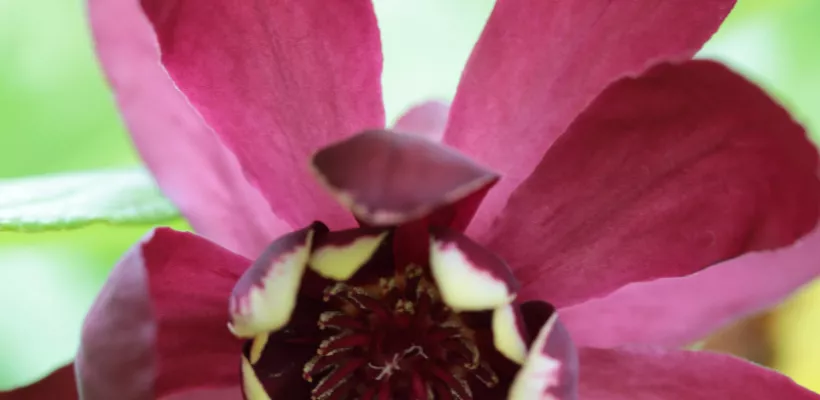 Calycanthus ‘Aphrodite’