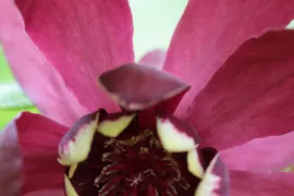 Calycanthus ‘Aphrodite’