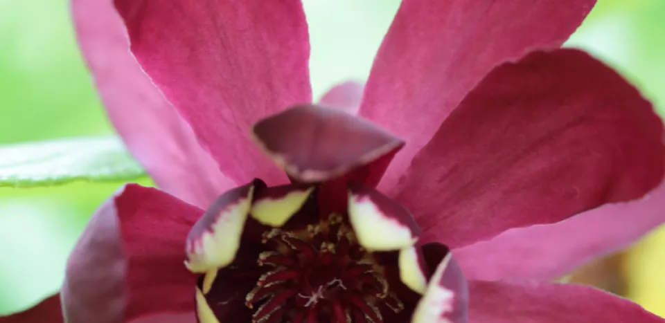 Afbeelding Calycanthus ‘Aphrodite’