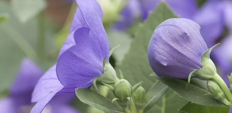 Afbeelding Platycodon grandiflorus