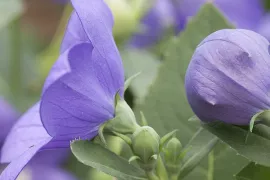 Platycodon grandiflorus