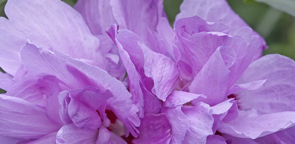 Afbeelding Hibiscus syriacus ‘Stadt Ehrlenbach’