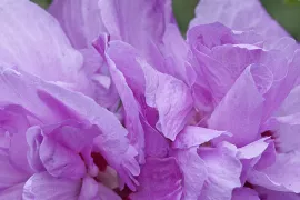 Hibiscus syriacus ‘Stadt Ehrlenbach’