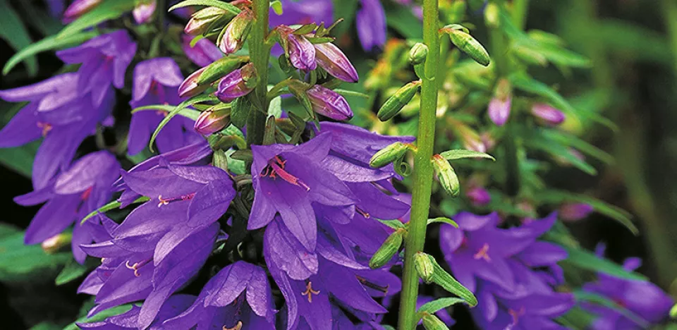 Afbeelding Adenophora confusa