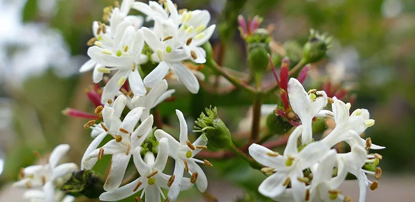 Heptacodium miconioides