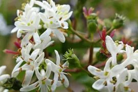 Heptacodium miconioides