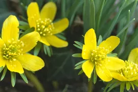 Eranthis hyemalis