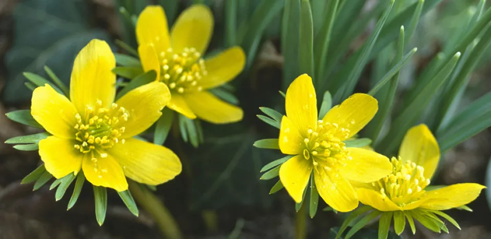 Afbeelding Eranthis hyemalis
