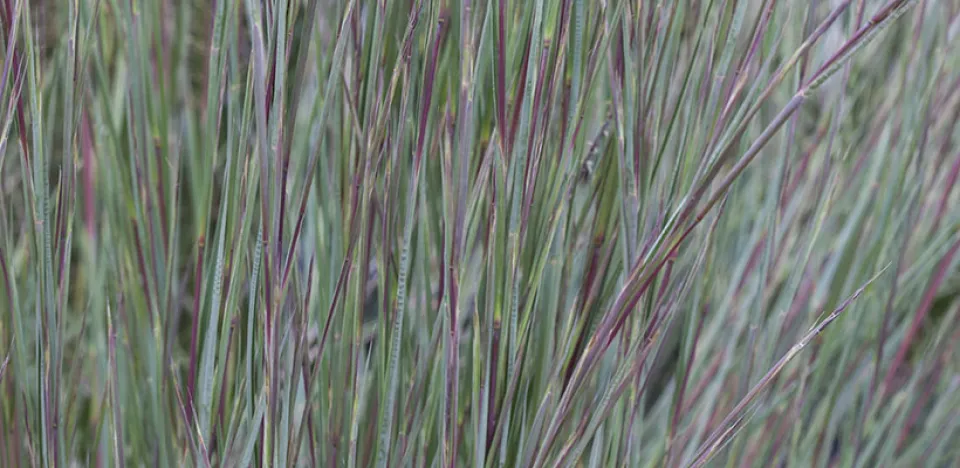 Afbeelding Schizachyrium scoparium ‘Blue Heaven’ (Andropogon scoparius)