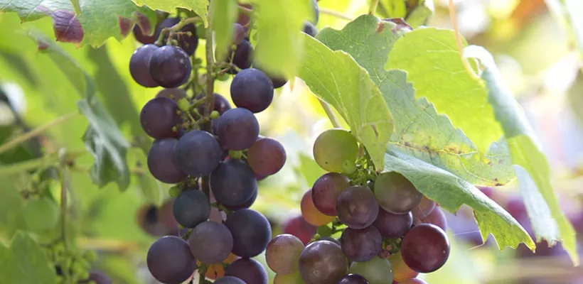 Vitis vinifera ‘Boskoop Glory’