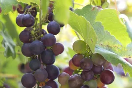 Vitis vinifera ‘Boskoop Glory’