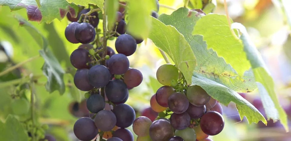 Afbeelding Vitis vinifera ‘Boskoop Glory’