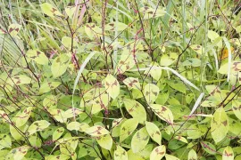 Persicaria filiformis