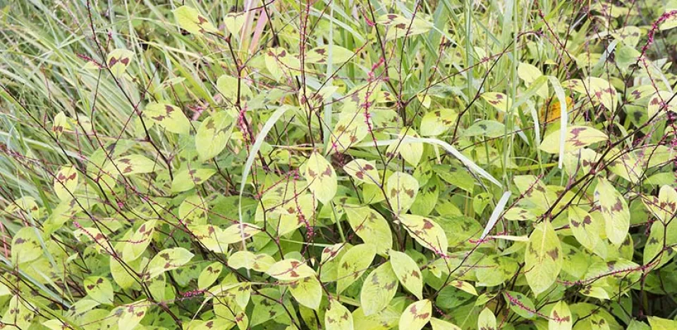 Afbeelding Persicaria filiformis