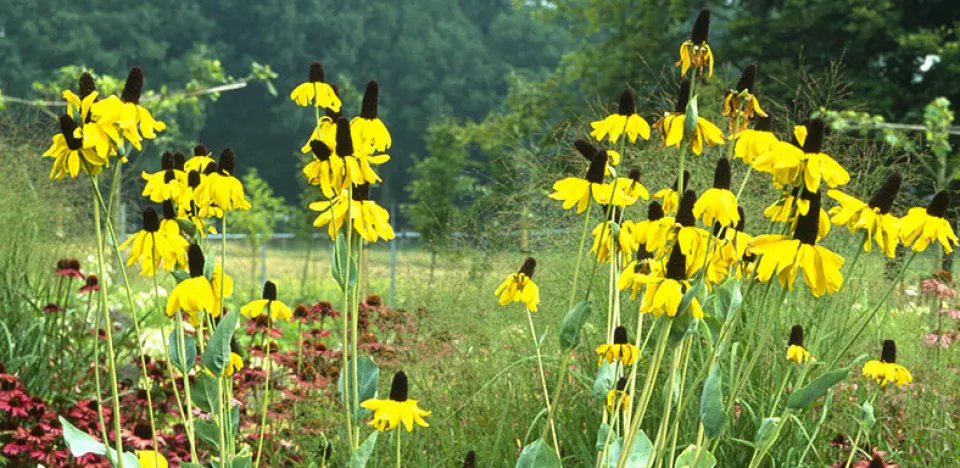 Afbeelding Rudbeckia maxima