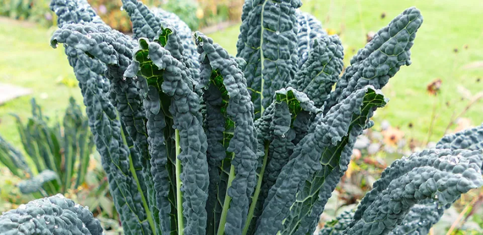 Afbeelding Brassica oleracea var. palmifolia