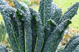 Brassica oleracea var. palmifolia