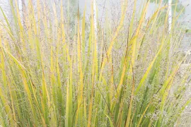 Panicum virgatum ‘Northwind’