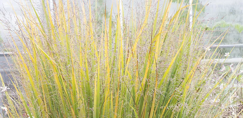 Panicum virgatum ‘Northwind’
