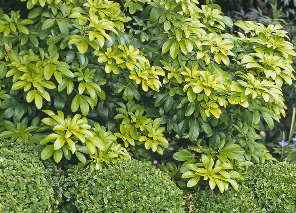 Afbeelding Choisya ternata