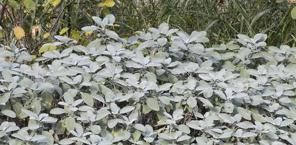 Afbeelding Salvia officinalis ‘Berggarten’