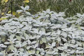 Salvia officinalis ‘Berggarten’