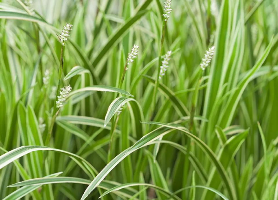 Afbeelding Carex morrowii ‘Ice Dance’