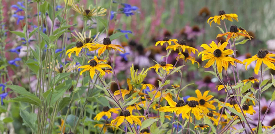 Afbeelding Rudbeckia triloba ‘Prairie Glow’