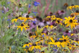 Rudbeckia triloba ‘Prairie Glow’
