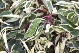 Prunus lusitanica ‘Variegata’