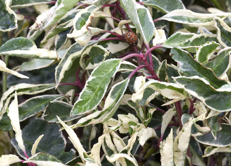 Afbeelding Prunus lusitanica ‘Variegata’