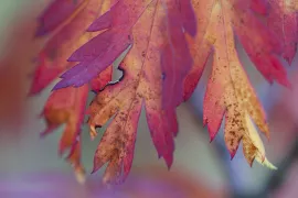 Acer palmatum ‘Aconitifolium’