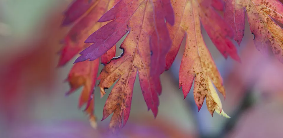 Afbeelding Acer palmatum ‘Aconitifolium’