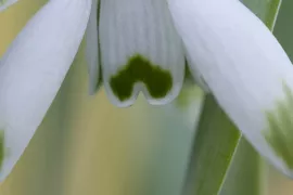 Galanthus nivalis ‘Viridi-apice’